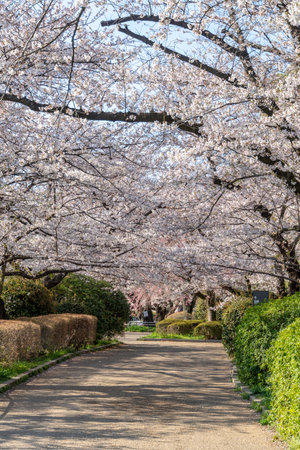 Cherry blossoms in Japan, Tokyoの写真素材
