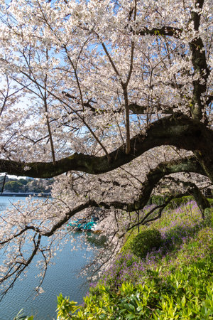 Cherry blossoms in Japan, Tokyoの写真素材