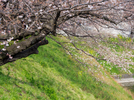 Cherry blossoms in Japan, Tokyoの写真素材