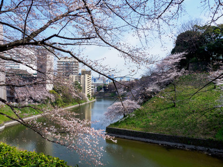 Cherry blossoms in Japan, Tokyoの写真素材