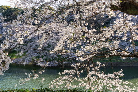 Cherry blossoms in Japan, Tokyoの写真素材