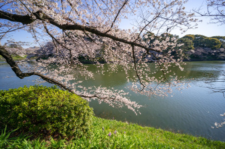 Cherry blossoms in Japan, Tokyoの写真素材