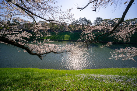 Cherry blossoms in Japan, Tokyoの写真素材