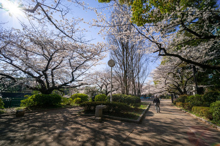 Cherry blossoms in Japan, Tokyoの写真素材