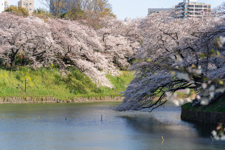 Cherry blossoms in Japan, Tokyoの写真素材