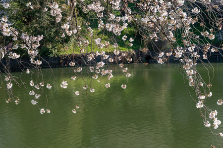 Cherry blossoms in Japan, Tokyoの写真素材
