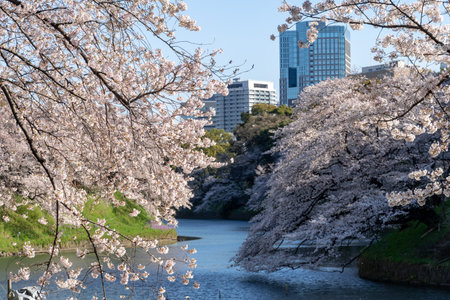 Cherry blossoms in Japan, Tokyoの写真素材