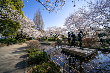 Cherry blossoms in Japan, Tokyoの写真素材