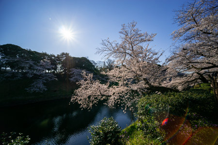 Cherry blossoms in Japan, Tokyoの写真素材