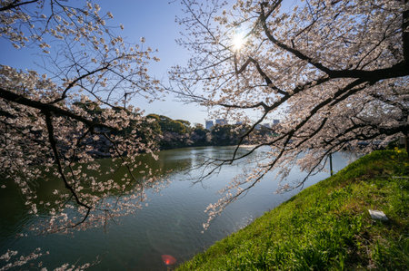 Cherry blossoms in Japan, Tokyoの写真素材