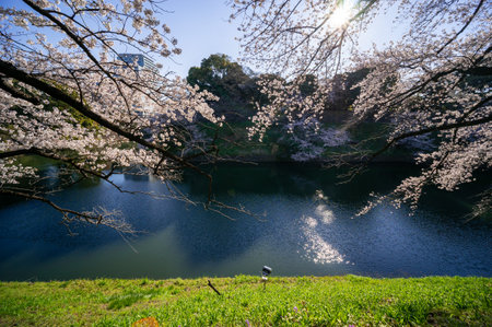 Cherry blossoms in Japan, Tokyoの写真素材