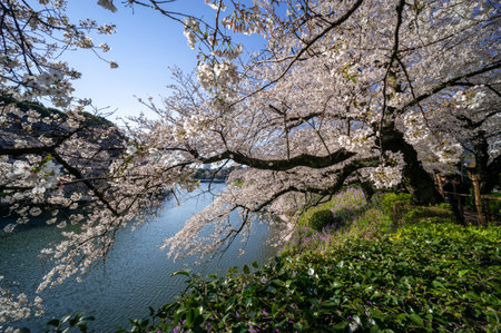 Cherry blossoms in Japan, Tokyoの写真素材