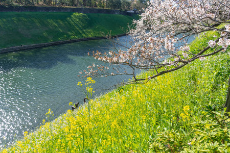 Cherry blossoms in Japan, Tokyoの写真素材