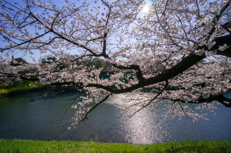 Cherry blossoms in Japan, Tokyoの写真素材