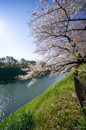 Cherry blossoms in Japan, Tokyoの写真素材