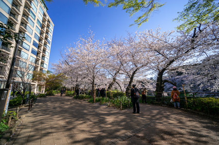 Cherry blossoms in Japan, Tokyoの写真素材