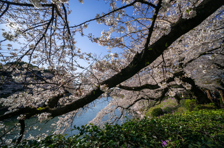 Cherry blossoms in Japan, Tokyoの写真素材