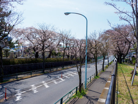 Cherry blossoms in Japan, Tokyoの写真素材