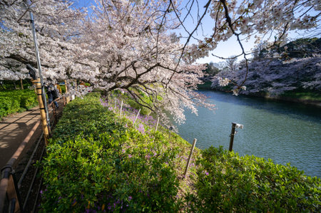 Cherry blossoms in Japan, Tokyoの写真素材