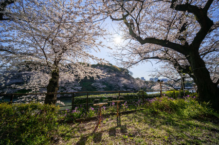 Cherry blossoms in Japan, Tokyoの写真素材
