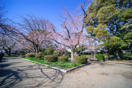Cherry blossoms in Japan, Tokyoの写真素材
