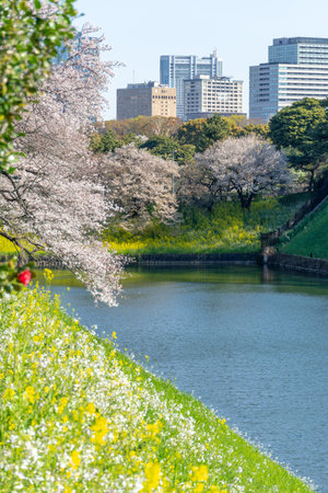 Cherry blossoms in Japan, Tokyoの写真素材