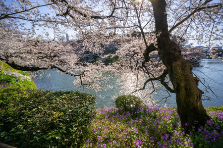 Cherry blossoms in Japan, Tokyoの写真素材
