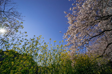 Cherry blossoms in Japan, Tokyoの写真素材