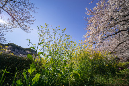 Cherry blossoms in Japan, Tokyoの写真素材