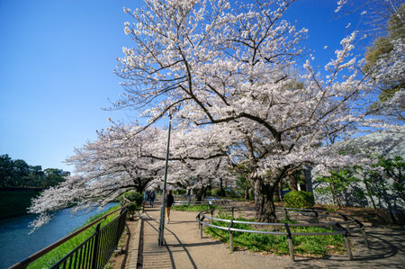 Cherry blossoms in Japan, Tokyoの写真素材