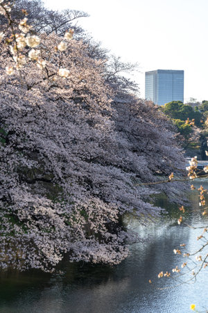 Cherry blossoms in Japan, Tokyoの写真素材