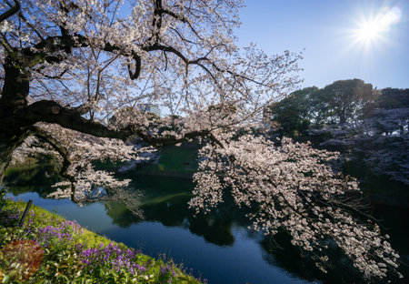 Cherry blossoms in Japan, Tokyoの写真素材