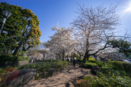 Cherry blossoms in Japan, Tokyoの写真素材