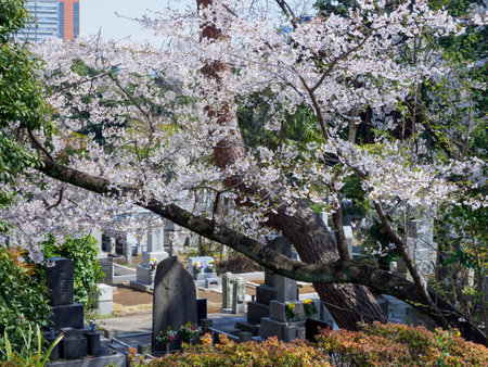 Cherry blossoms in Japan, Tokyoの写真素材