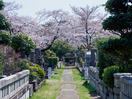 Cherry blossoms in Japan, Tokyoの写真素材