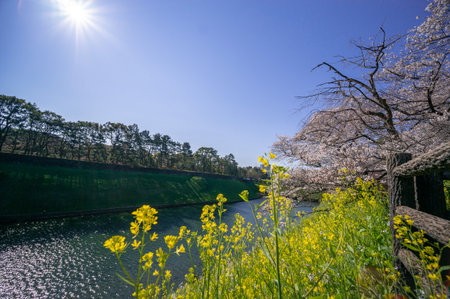Cherry blossoms in Japan, Tokyoの写真素材