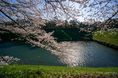 Cherry blossoms in Japan, Tokyoの写真素材