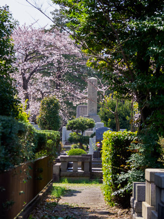 Cherry blossoms in Japan, Tokyoの写真素材