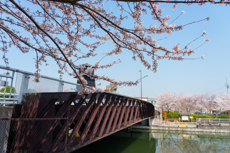 Cherry blossoms in Japan, Tokyoの写真素材