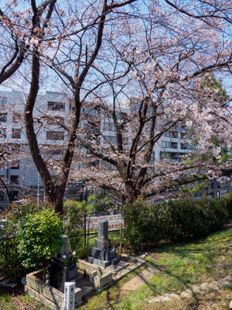 Cherry blossoms in Japan, Tokyoの写真素材