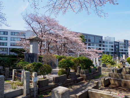 Cherry blossoms in Japan, Tokyoの写真素材