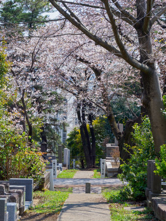Cherry blossoms in Japan, Tokyoの写真素材