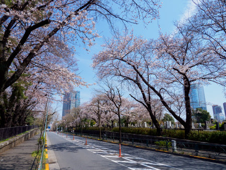 Cherry blossoms in Japan, Tokyoの写真素材