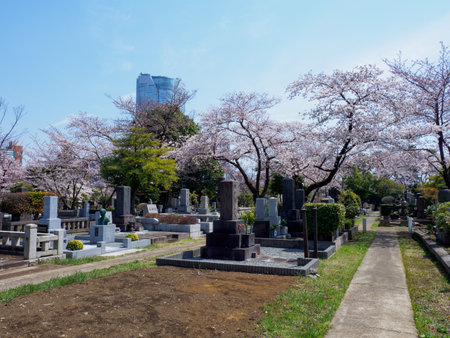 Cherry blossoms in Japan, Tokyoの写真素材