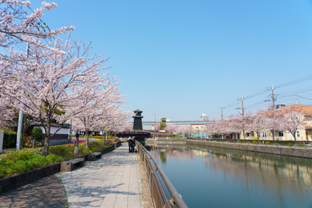 Cherry blossoms in Japan, Tokyoの写真素材