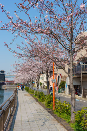 Cherry blossoms in Japan, Tokyoの写真素材