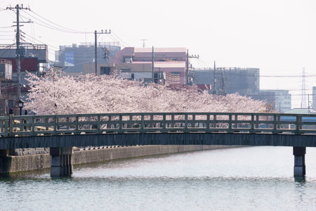 Cherry blossoms in Japan, Tokyoの写真素材
