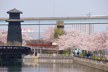 Cherry blossoms in Japan, Tokyoの写真素材