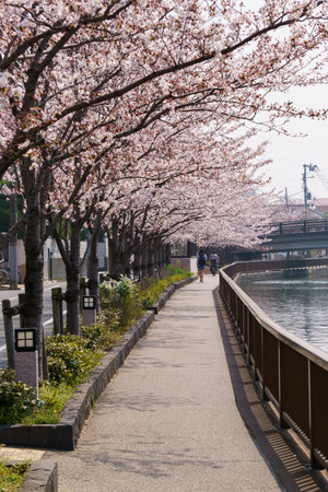 Cherry blossoms in Japan, Tokyoの写真素材