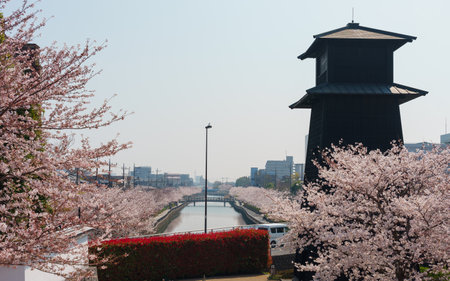 Cherry blossoms in Japan, Tokyoの写真素材